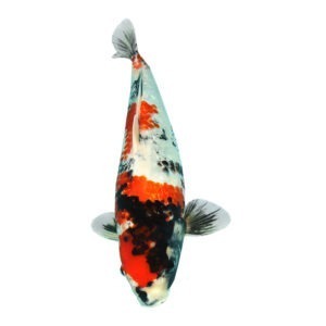Fisk til havedammen koi Ginrin Showa 6 JJ