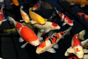 Fisk til havedammen smukke koi varianter