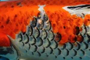 Fisk til havedammen Koi Flotte tegninger