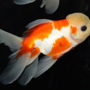 Fisk til havedammen sloerhale 2