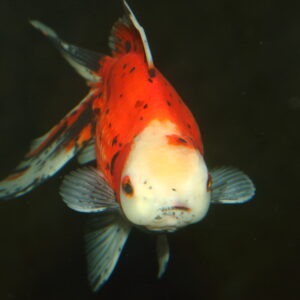 Fisk til havedammen sloerhale 2