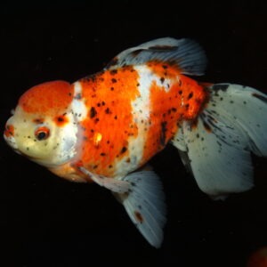 Fisk til havedammen sloerhale