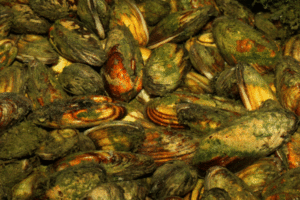 fisk til havedammen dammuslinger 600x400 1