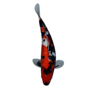ginrin hi showa 49 cm han 3 aar shinoda 4 000 soe s