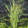 typha latiofolia vaerigata