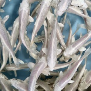 platinum ogon
