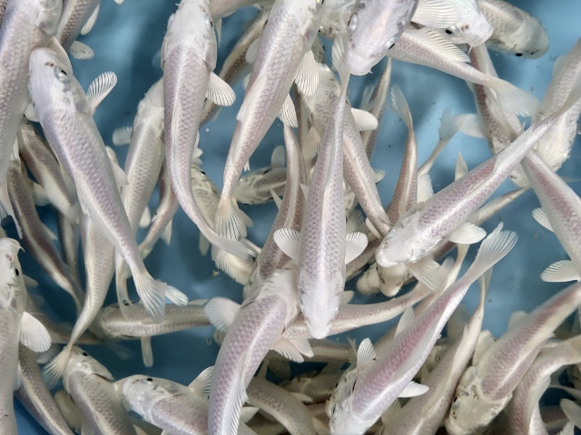 platinum ogon