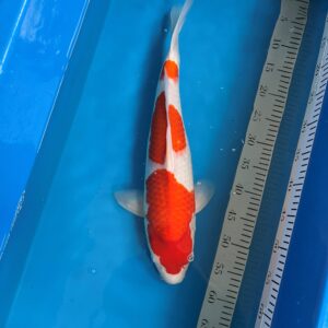 Kohaku