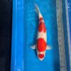 Maruten Kohaku