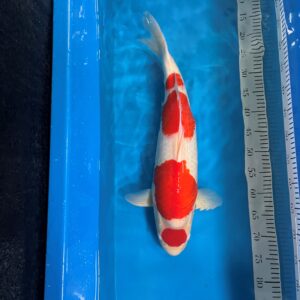 Maruten Kohaku