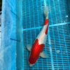 d kohaku