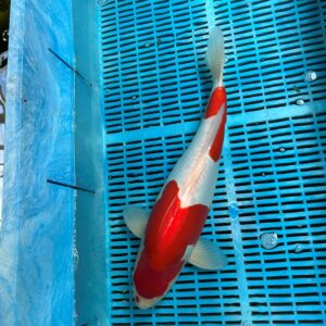 d kohaku