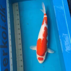 Maruten KOhaku 1