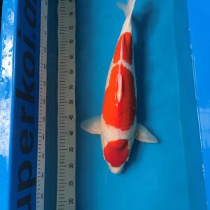 Sandan Kohaku