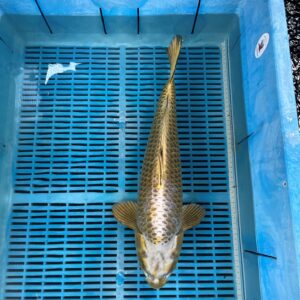 golden mukashi