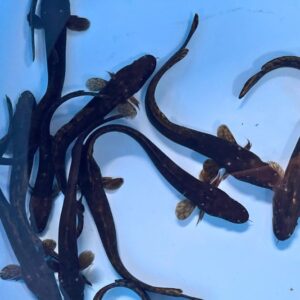 fisk til havedammen ferskvandskvabbe lota lota knude